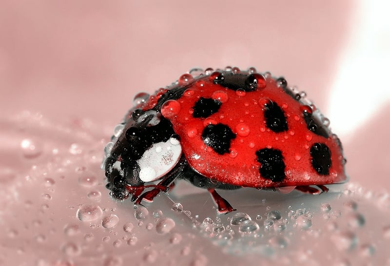 Beneficial Insects