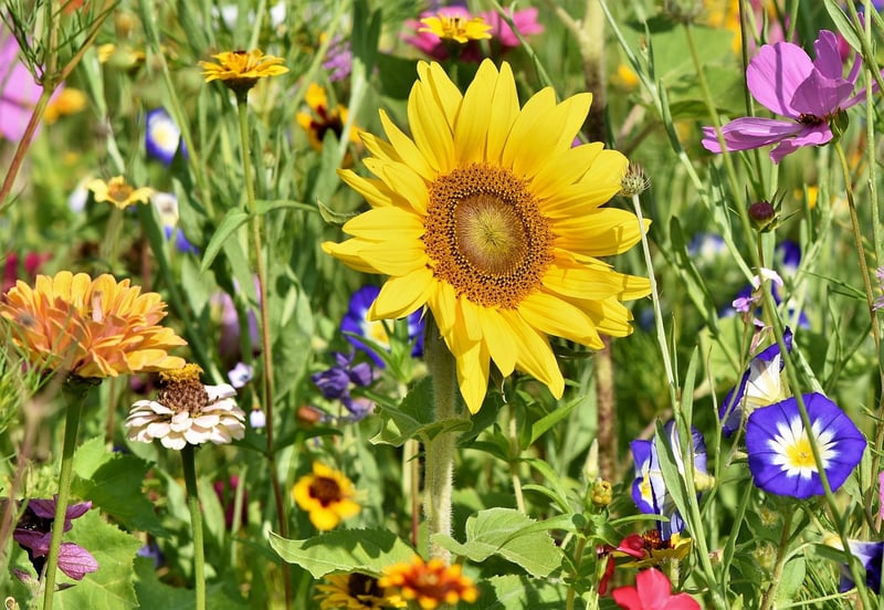 Environmentally friendly garden