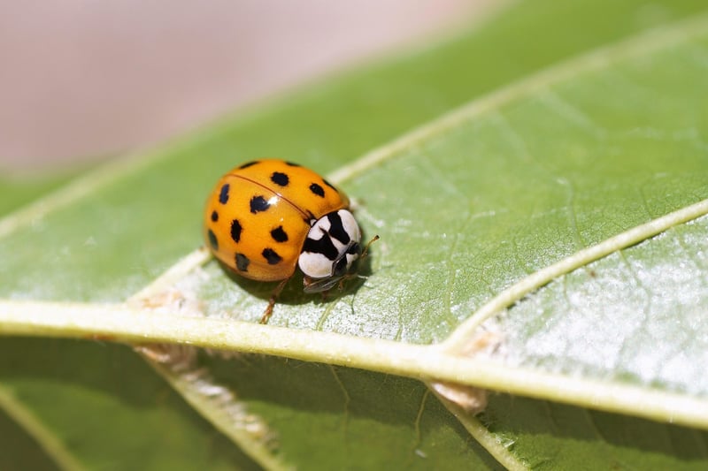 Natural Pest Control