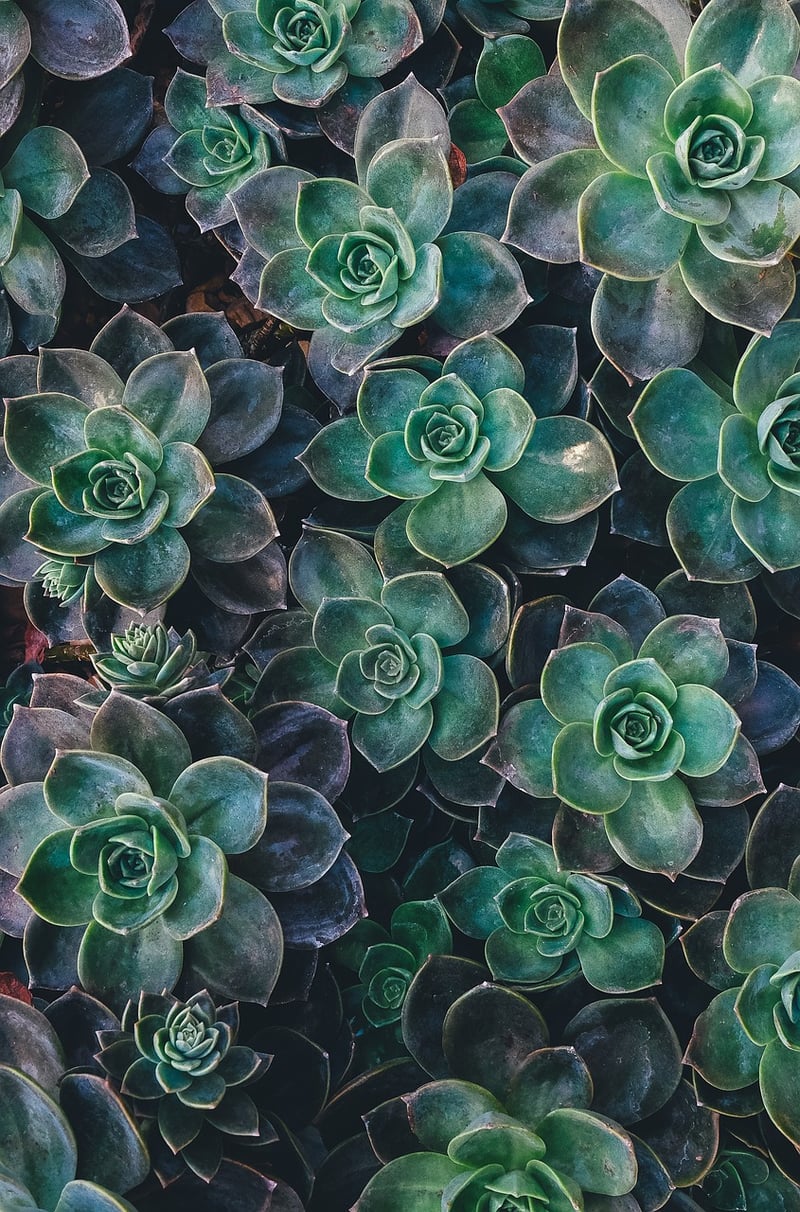 Succulents on a balcony