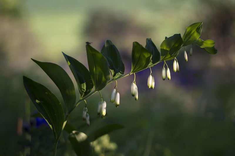 Native Plants